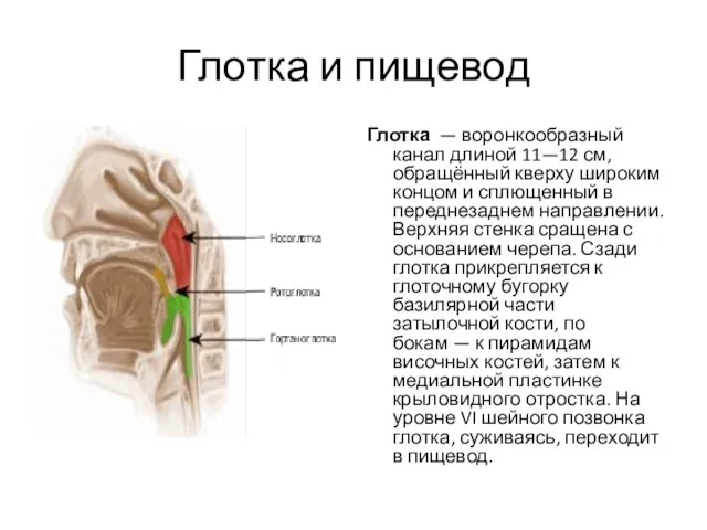 Глотка и пищевод Глотка — воронкообразный канал длиной 11—12 см, обращённый