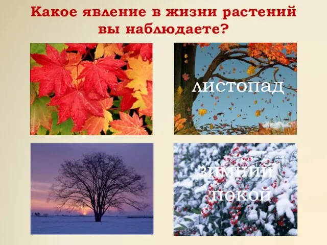 Какое явление в жизни растений вы наблюдаете? листопад зимний покой