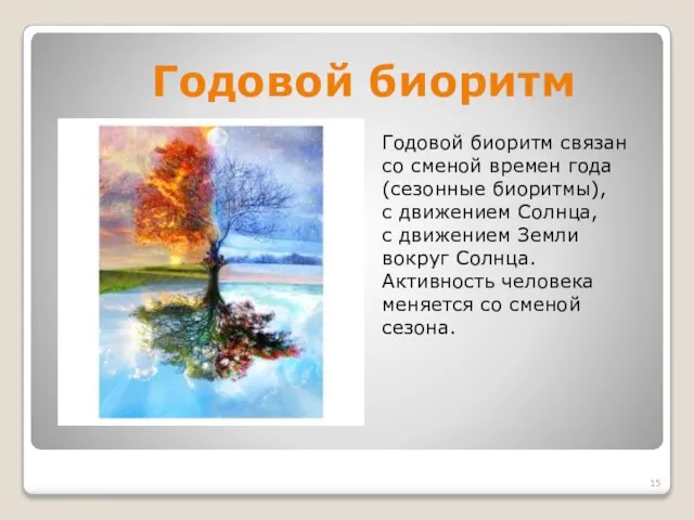 Годовой биоритм Годовой биоритм связан со сменой времен года (сезонные биоритмы),