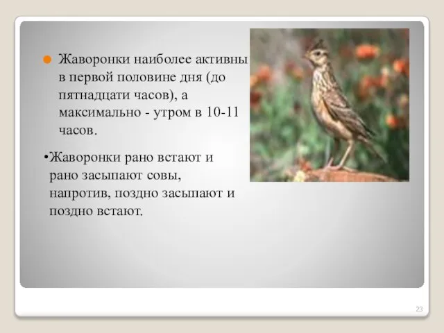 Жаворонки наиболее активны в первой половине дня (до пятнадцати часов), а