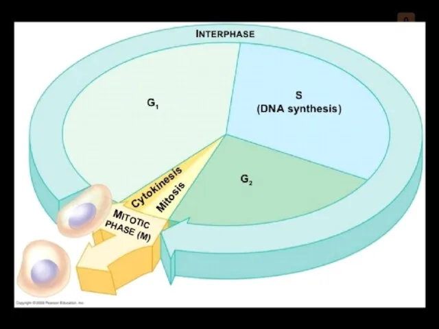 Cell Cycle