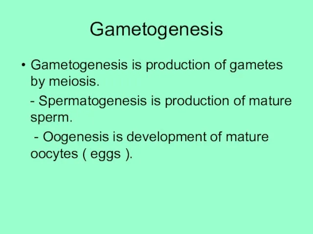 Gametogenesis Gametogenesis is production of gametes by meiosis. - Spermatogenesis is