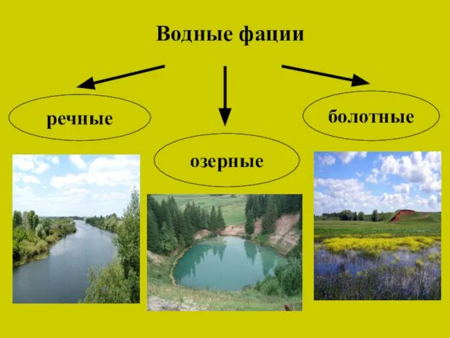 Водные фации речные озерные болотные