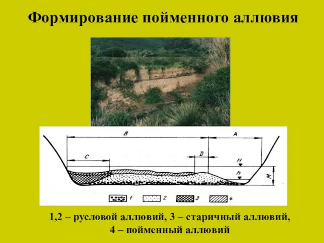 1,2 – русловой аллювий, 3 – старичный аллювий, 4 – пойменный аллювий Формирование пойменного аллювия