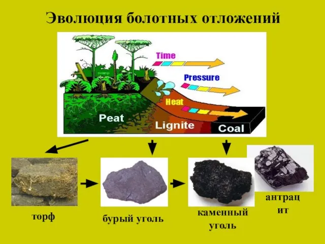 Эволюция болотных отложений торф бурый уголь каменный уголь антрацит