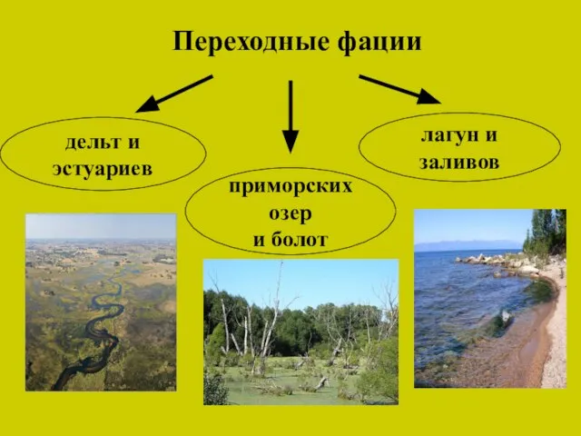 Переходные фации дельт и эстуариев приморских озер и болот лагун и заливов