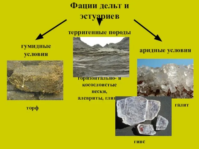 Фации дельт и эстуариев терригенные породы гумидные условия торф горизонтально- и