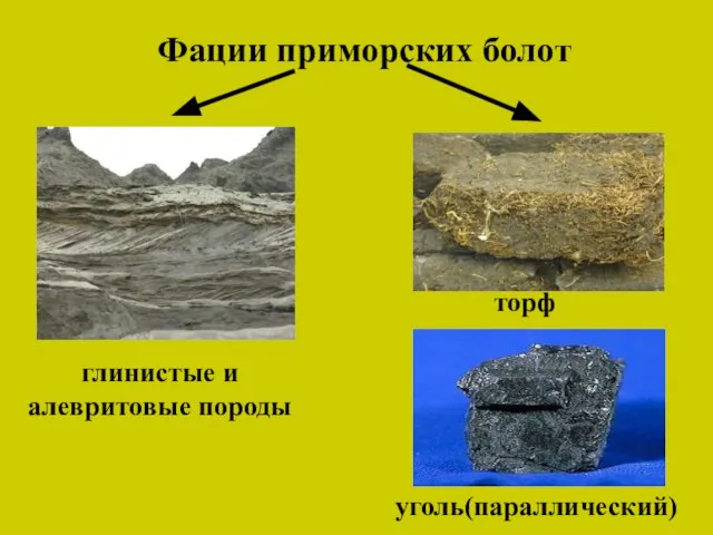 Фации приморских болот глинистые и алевритовые породы торф уголь(параллический)