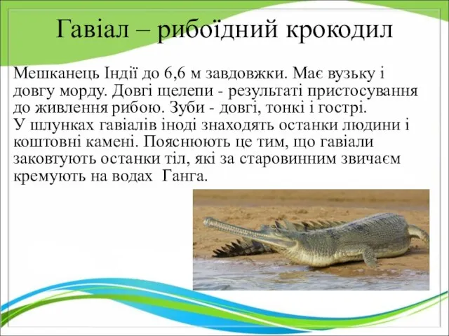 Гавіал – рибоїдний крокодил Мешканець Індії до 6,6 м завдовжки. Має