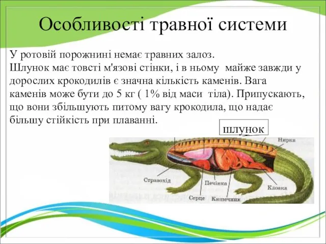 Особливості травної системи У ротовій порожнині немає травних залоз. Шлунок має