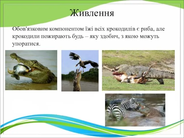 Живлення Обов'язковим компонентом їжі всіх крокодилів є риба, але крокодили пожирають