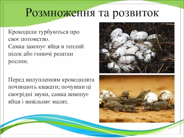 Розмноження та розвиток Крокодили турбуються про своє потомство. Самка закопує яйця