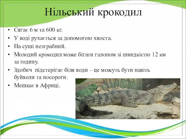 Нільський крокодил Сягає 6 м та 600 кг. У воді рухається