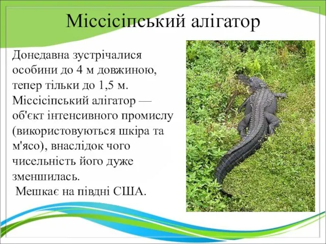 Міссісіпський алігатор Донедавна зустрічалися особини до 4 м довжиною, тепер тільки