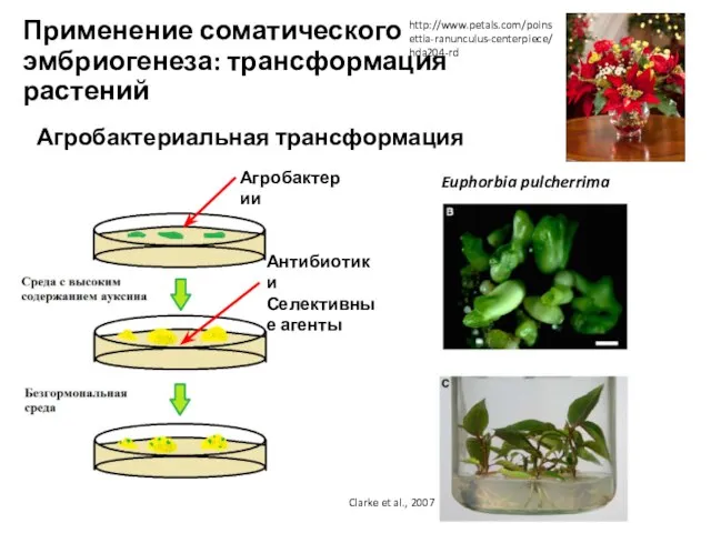 Применение соматического эмбриогенеза: трансформация растений Clarke et al., 20072/ Агробактериальная трансформация