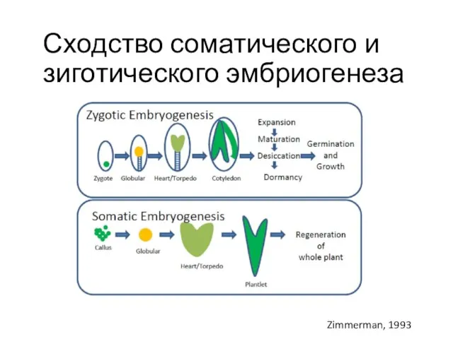 Сходство соматического и зиготического эмбриогенеза Zimmerman, 1993