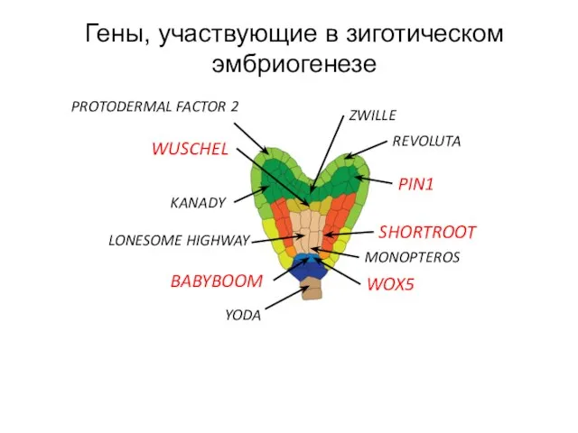 ZWILLE PROTODERMAL FACTOR 2 WUSCHEL MONOPTEROS WOX5 PIN1 YODA REVOLUTA KANADY