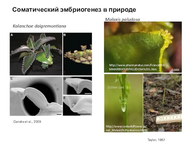 Соматический эмбриогенез в природе Kalanchoe daigremontiana Garcês et al., 2009 Taylor, 1967 http://www.pharmanatur.com/France/HAMMARBYA%20PALUDOSA%201.htm Malaxis paludosa http://www.saskwildflower.ca/nat_Malaxis%20paludosa.html