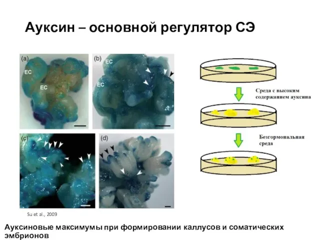 Ауксин – основной регулятор СЭ Ауксиновые максимумы при формировании каллусов и