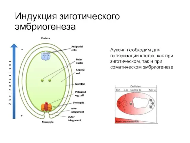 Индукция зиготического эмбриогенеза Ауксин необходим для поляризации клеток, как при зиготическом, так и при соматическом эмбриогенезе