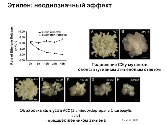 Этилен: неоднозначный эффект Обработка каллусов ACC (1-aminocyclopropane-1-carboxylic acid) - предшественником этилена