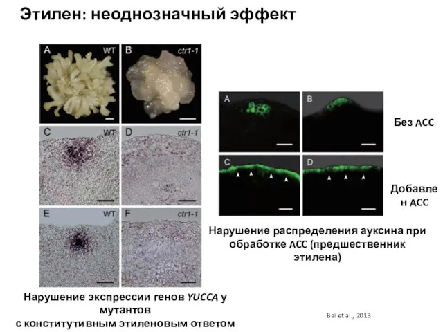 Этилен: неоднозначный эффект Bai et al., 2013 Нарушение распределения ауксина при