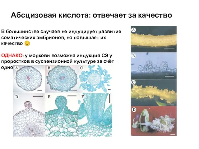 Абсцизовая кислота: отвечает за качество В большинстве случаев не индуцирует развитие