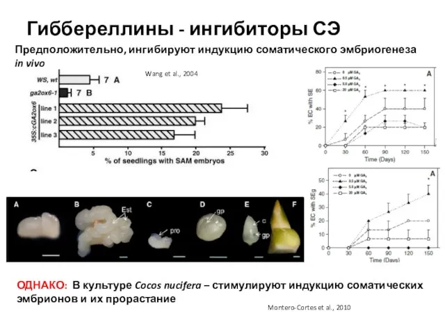 Гиббереллины - ингибиторы СЭ Предположительно, ингибируют индукцию соматического эмбриогенеза in vivo