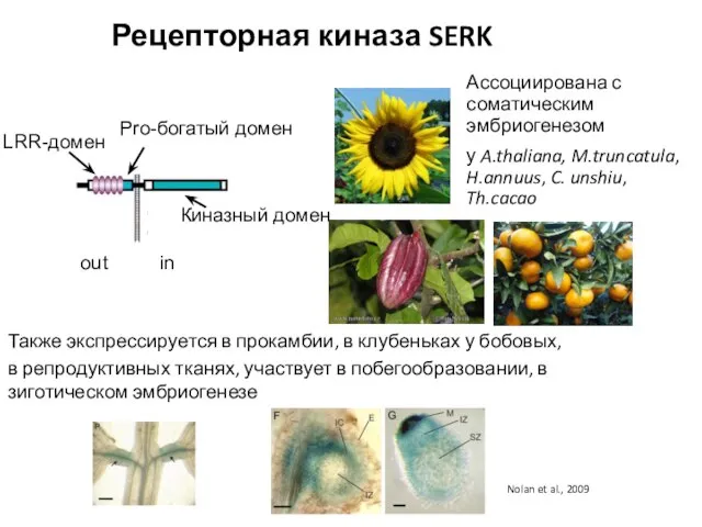 Рецепторная киназа SERK Ассоциирована с соматическим эмбриогенезом у A.thaliana, M.truncatula, H.annuus,