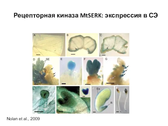 Рецепторная киназа MtSERK: экспрессия в СЭ Nolan et al., 2009