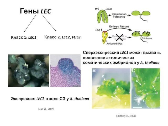 Гены LEC Класс 1: LEC1 Класс 2: LEC2, FUS3 Экспрессия LEC2