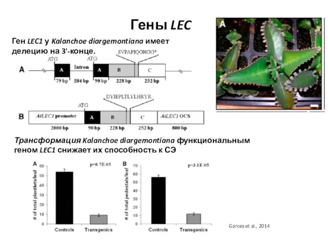 Гены LEC Garces et al., 2014 Ген LEC1 у Kalanchoe diargemontiana