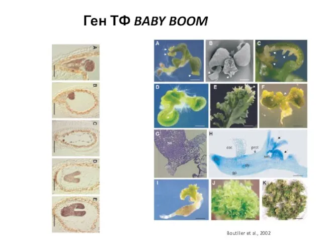 Ген ТФ BABY BOOM Boutilier et al., 2002