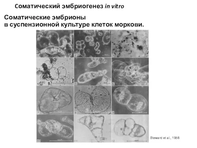 Cоматический эмбриогенез in vitro Соматические эмбрионы в суспензионной культуре клеток моркови. Steward et al., 1958