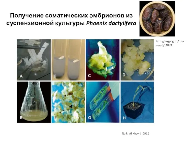 Получение соматических эмбрионов из суспензионной культуры Phoenix dactylifera Naik, Al-Khayri, 2016 http://imgpng.ru/download/11074