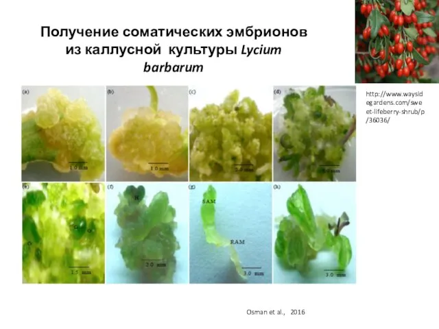 Osman et al., 2016 Получение соматических эмбрионов из каллусной культуры Lycium barbarum http://www.waysidegardens.com/sweet-lifeberry-shrub/p/36036/