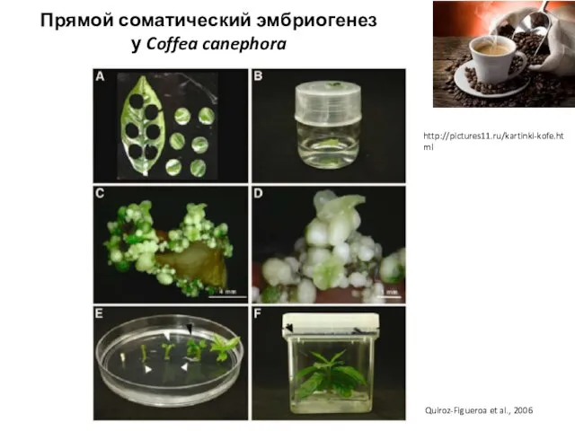 Прямой соматический эмбриогенез у Coffea canephora http://pictures11.ru/kartinki-kofe.html Quiroz-Figueroa et al., 2006