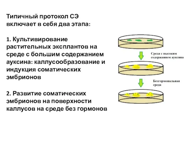 Типичный протокол СЭ включает в себя два этапа: 1. Культивирование растительных