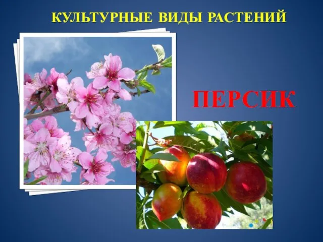 ПЕРСИК КУЛЬТУРНЫЕ ВИДЫ РАСТЕНИЙ