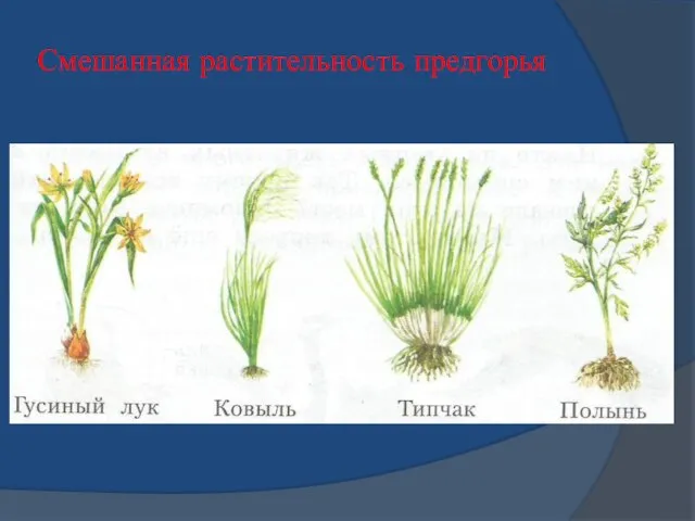 Смешанная растительность предгорья