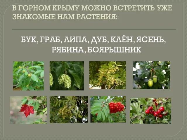 В ГОРНОМ КРЫМУ МОЖНО ВСТРЕТИТЬ УЖЕ ЗНАКОМЫЕ НАМ РАСТЕНИЯ: БУК, ГРАБ,