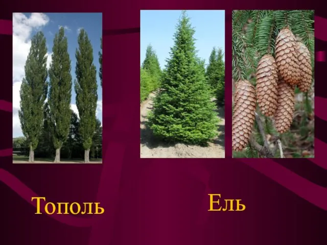 Тополь Ель