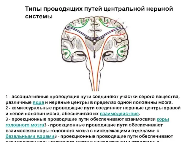 Типы проводящих путей центральной нервной системы 1 - ассоциативные проводящие пути