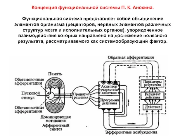 Концепция функциональной системы П. К. Анохина. Функциональная система представляет собой объединение