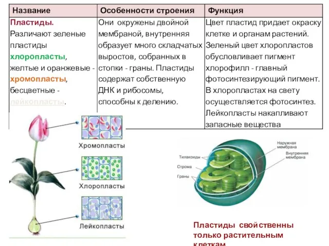 Пластиды свойственны только растительным клеткам.