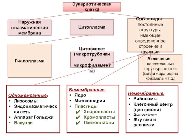 Эукариотическая клетка Цитоскелет (микротрубочки и микрофиламенты) Цитоплазма Наружная плазматическая мембрана Органоиды