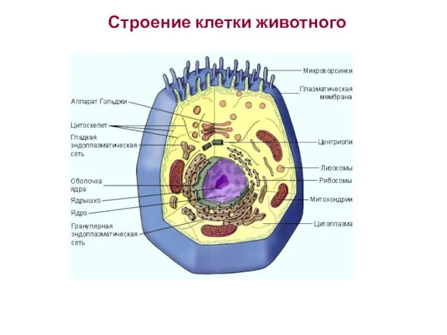 Строение клетки животного