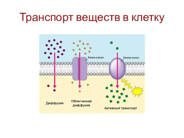 Транспорт веществ в клетку