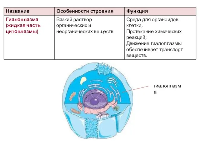 гиалоплазма