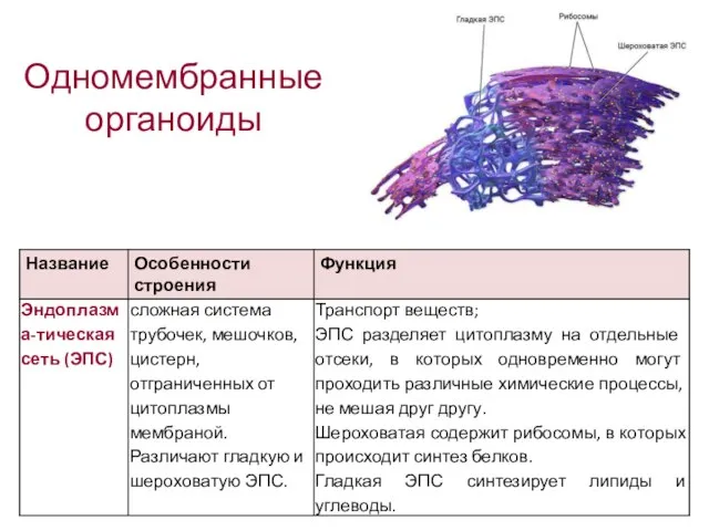 Одномембранные органоиды